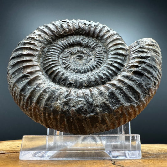 Dactylioceras Ammonite Fossil With box and Stand - Whitby, North Yorkshire Jurassic Coast Yorkshire Fossils