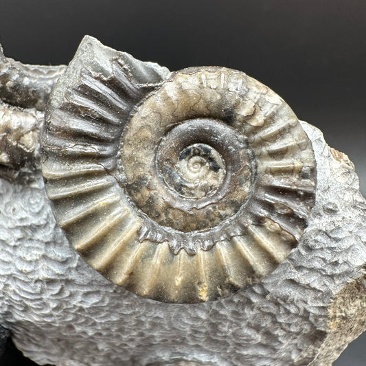 Arnioceras ammonite shell fossil with stand - Whitby, North Yorkshire Jurassic Coast Yorkshire Fossils