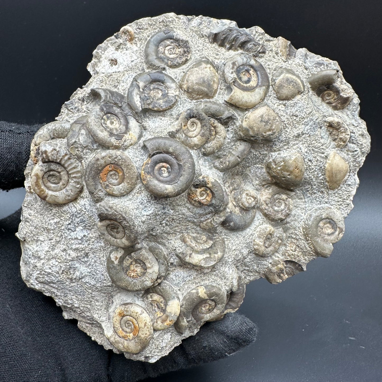 Psiloceras ammonite fossil with box and stand - Whitby, North Yorkshire Jurassic Coast, Yorkshire fossils