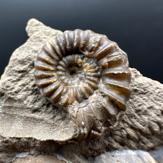 Androgynoceras capricornus Ammonite Fossil With Stand - Whitby, North Yorkshire Jurassic Coast Yorkshire Fossils