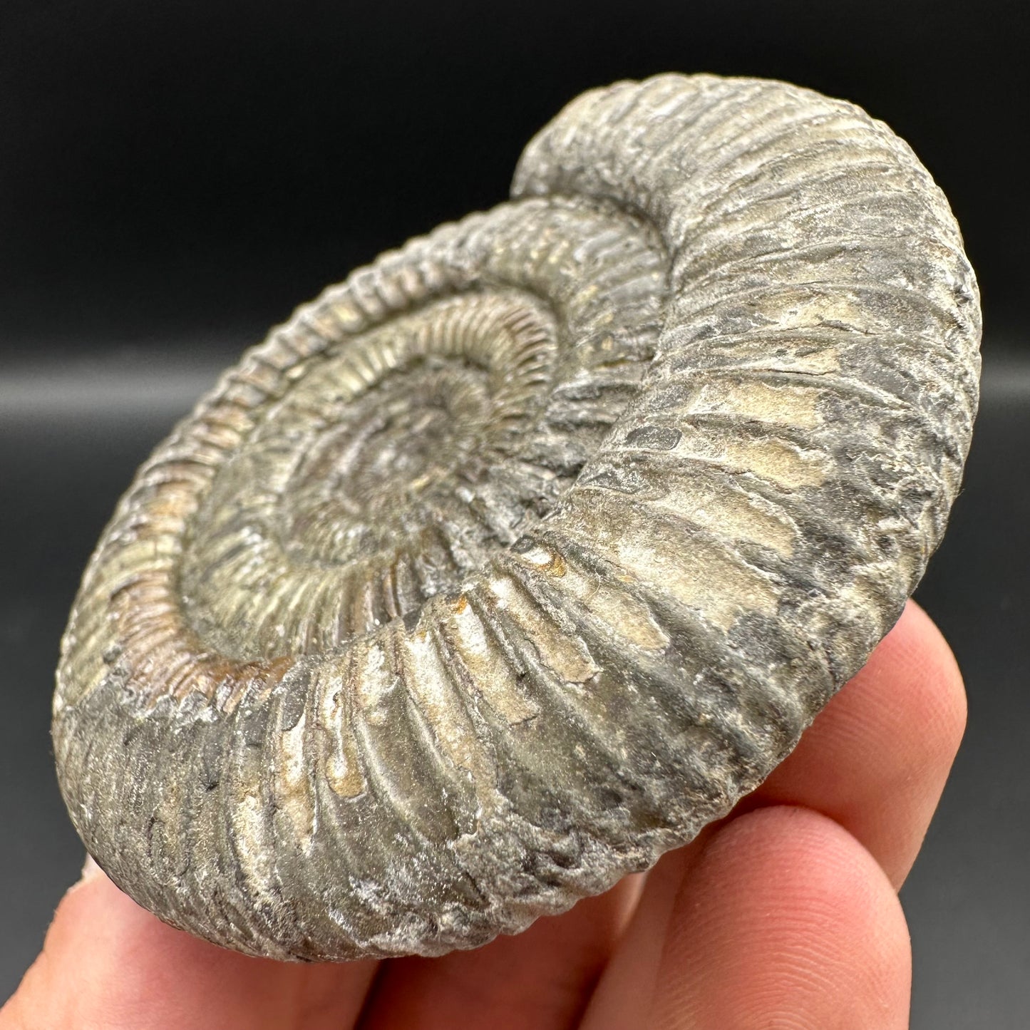 Dactylioceras Ammonite Fossil With Box And Stand - Whitby, North Yorkshire Jurassic Coast Yorkshire Fossils