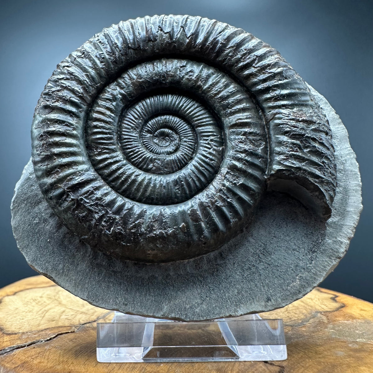 Dactylioceras Ammonite Fossil With box and Stand - Whitby, North Yorkshire Jurassic Coast Yorkshire Fossils
