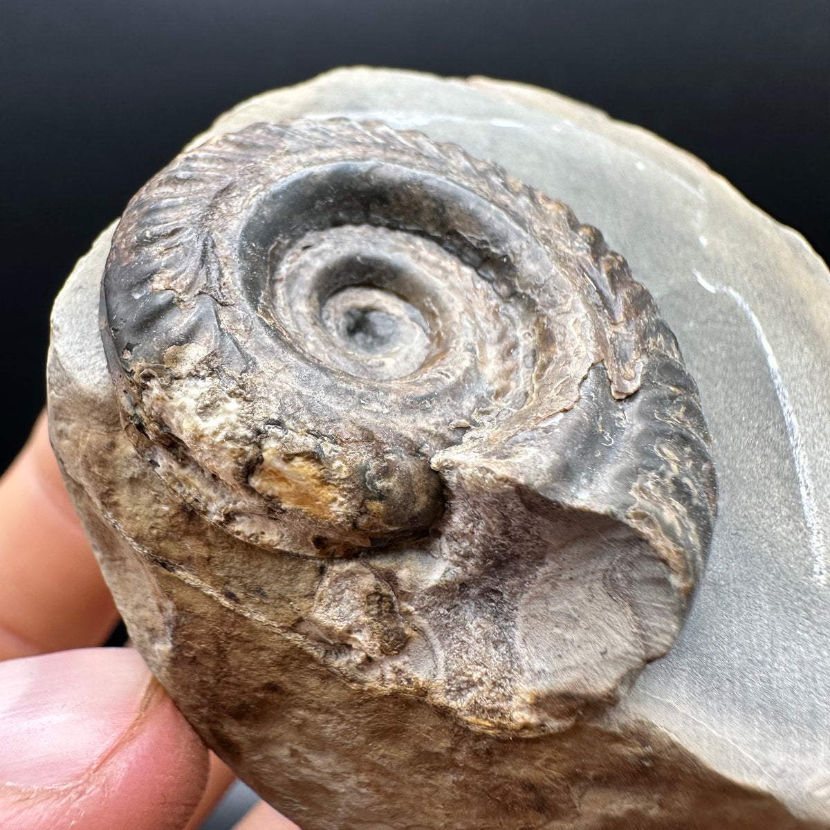 Hildoceras Bifrons Ammonite fossil with stand - Whitby, North Yorkshire Jurassic Coast, Yorkshire Fossils from the Jurassic Coast