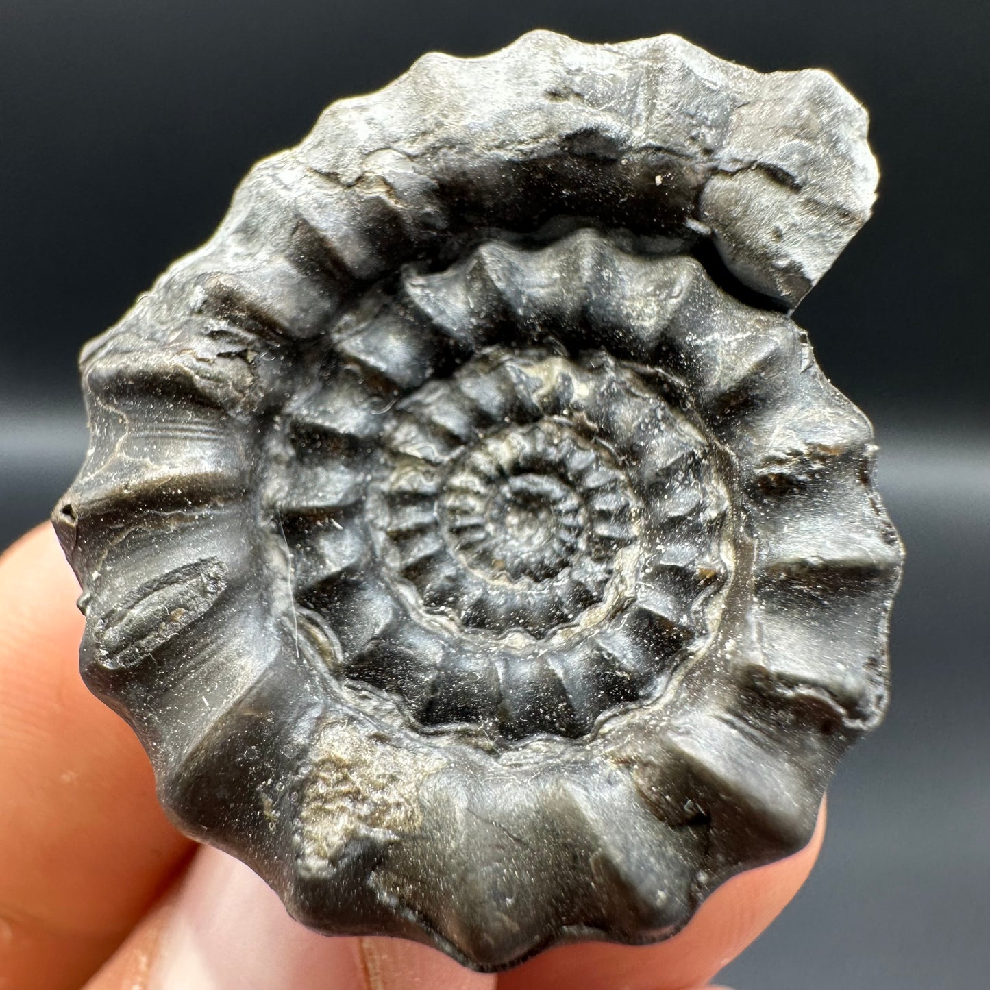 Gagaticeras ammonite fossil - Whitby, North Yorkshire Jurassic Coast Yorkshire Fossils