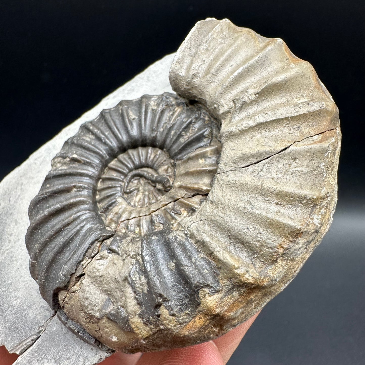 Asteroceras Ammonite fossil with box and stand - Whitby, North Yorkshire Jurassic Coast Yorkshire Fossils