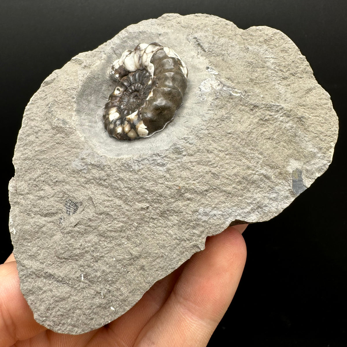 Androgynoceras maculatum ammonite fossil with stand - Whitby, North Yorkshire Jurassic Coast Yorkshire Fossils