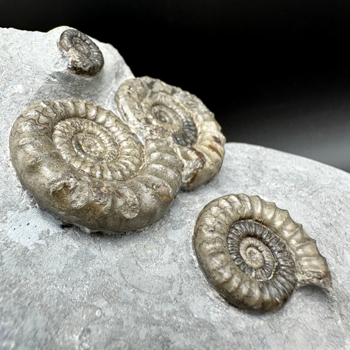 Arnioceras ammonite shell fossil with stand - Whitby, North Yorkshire Jurassic Coast Yorkshire Fossils