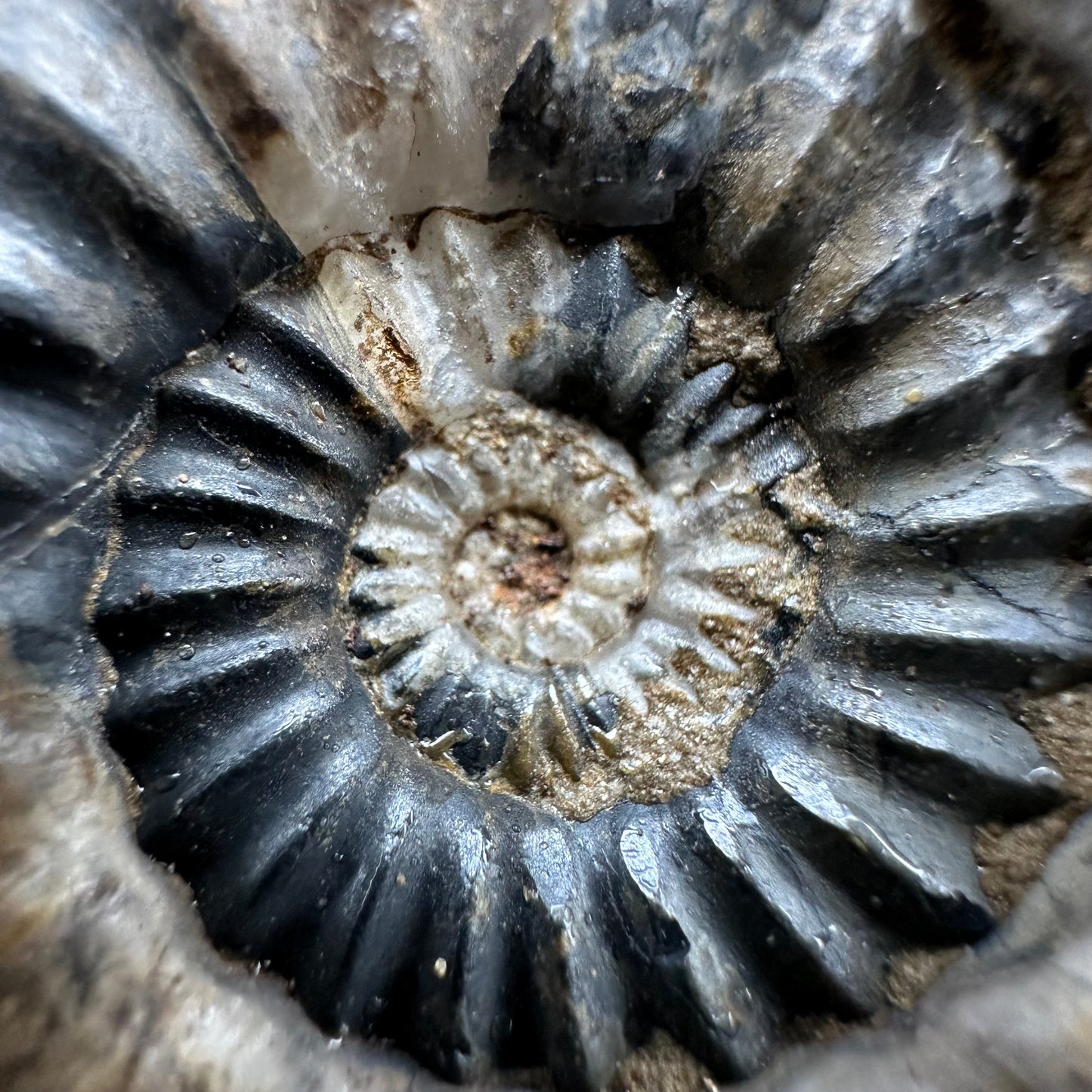 Androgynoceras Capricornus ammonite fossil - Whitby, North Yorkshire Jurassic Coast Yorkshire Fossils