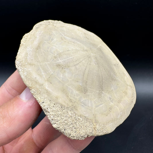 Echinoid (Sea Urchin) Fossil With Box And Stand - Indonesian Echinoid Fossil Indonesia