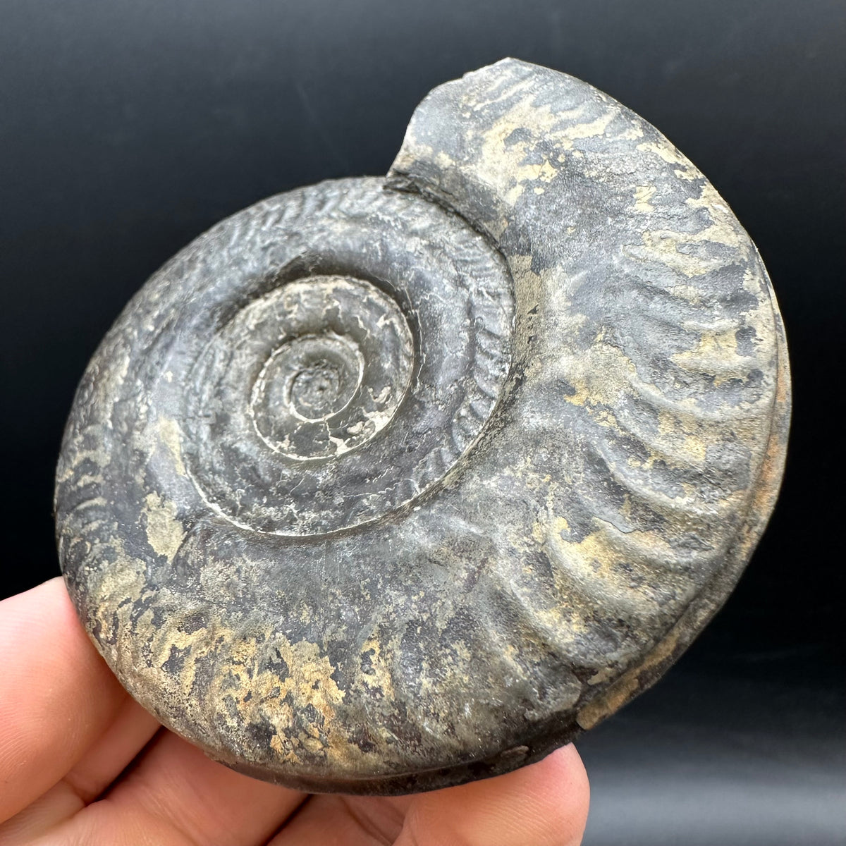 Hildoceras Bifrons Ammonite fossil with stand - Whitby, North Yorkshire Jurassic Coast, Yorkshire Fossils from the Jurassic Coast