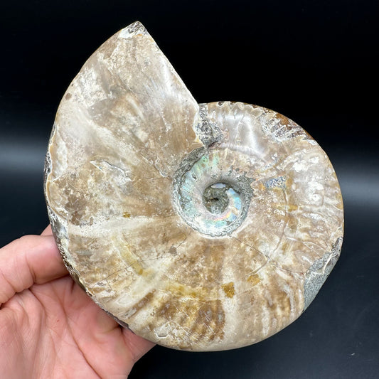 Cleoniceras Ammonite Fossil With Stand - Cretaceous Ammonite Madagascar