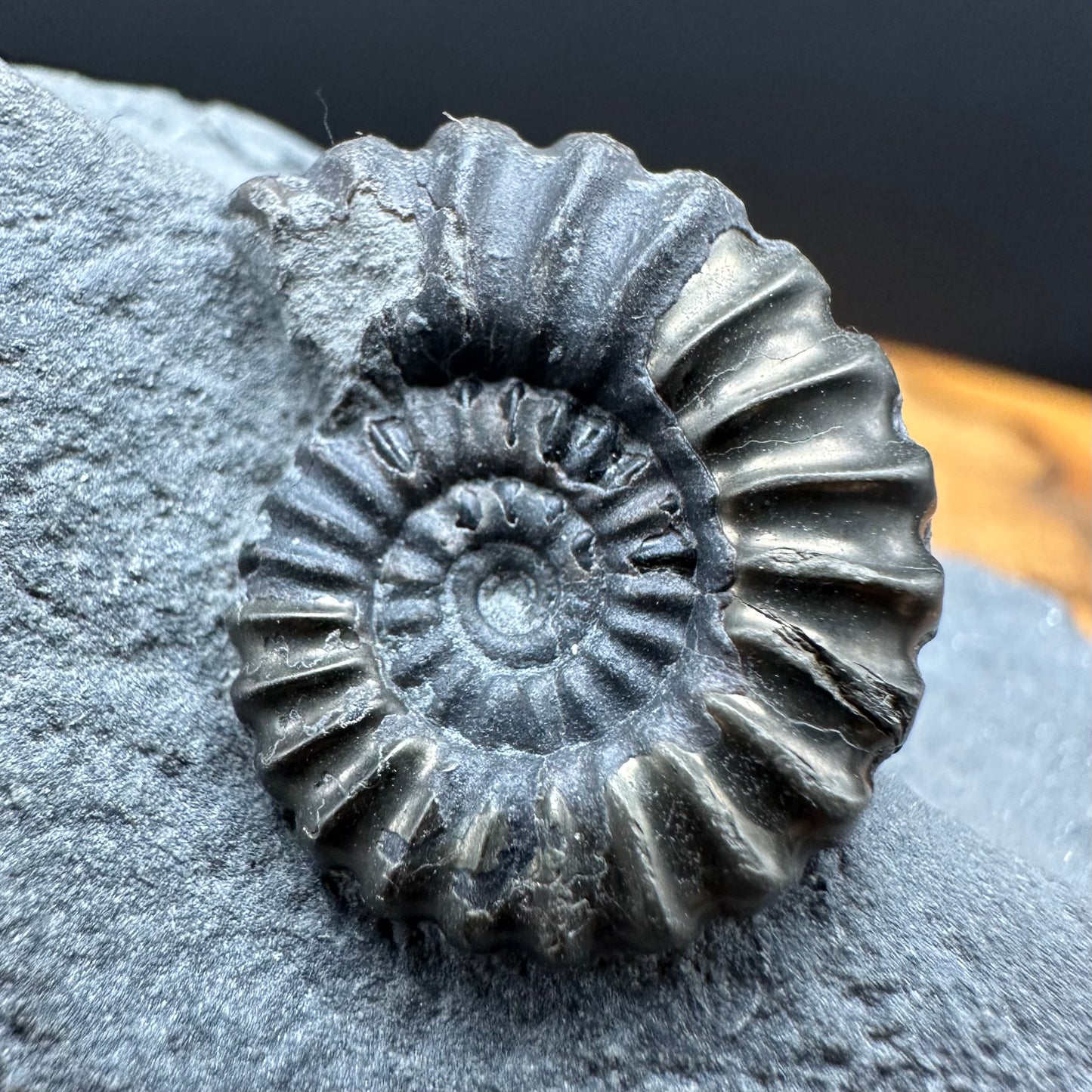 Promicroceras ammonite shell fossil with box and stand - Whitby, North Yorkshire Jurassic Coast Yorkshire Fossils