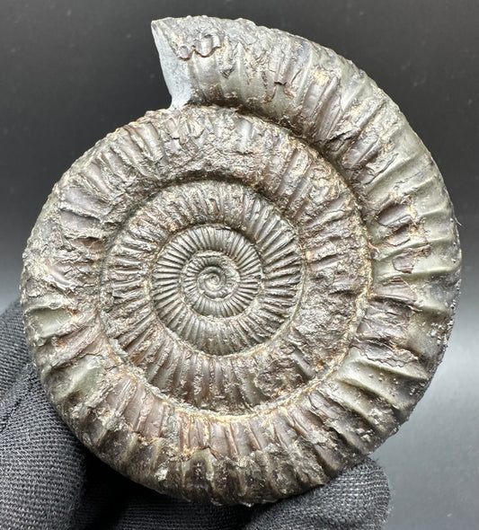 Dactylioceras Ammonite Fossil With Box And Stand - Whitby, North Yorkshire Jurassic Coast Yorkshire Fossils