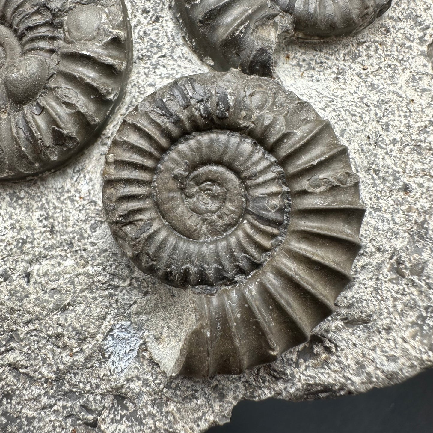 Arnioceras ammonite shell fossil with box and stand - Whitby, North Yorkshire Jurassic Coast Yorkshire Fossils
