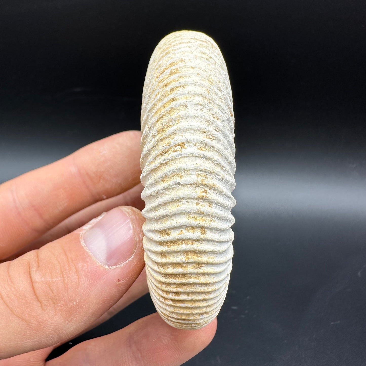 Dichotomosphinctes Ammonite Fossil With Box And Stand - Middle Jurassic Ammonite Madagascar
