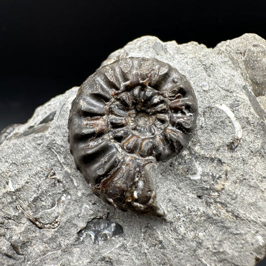 Amaltheus subnodosus Ammonite fossil with box and stand - Whitby, North Yorkshire Jurassic Coast Yorkshire Fossils