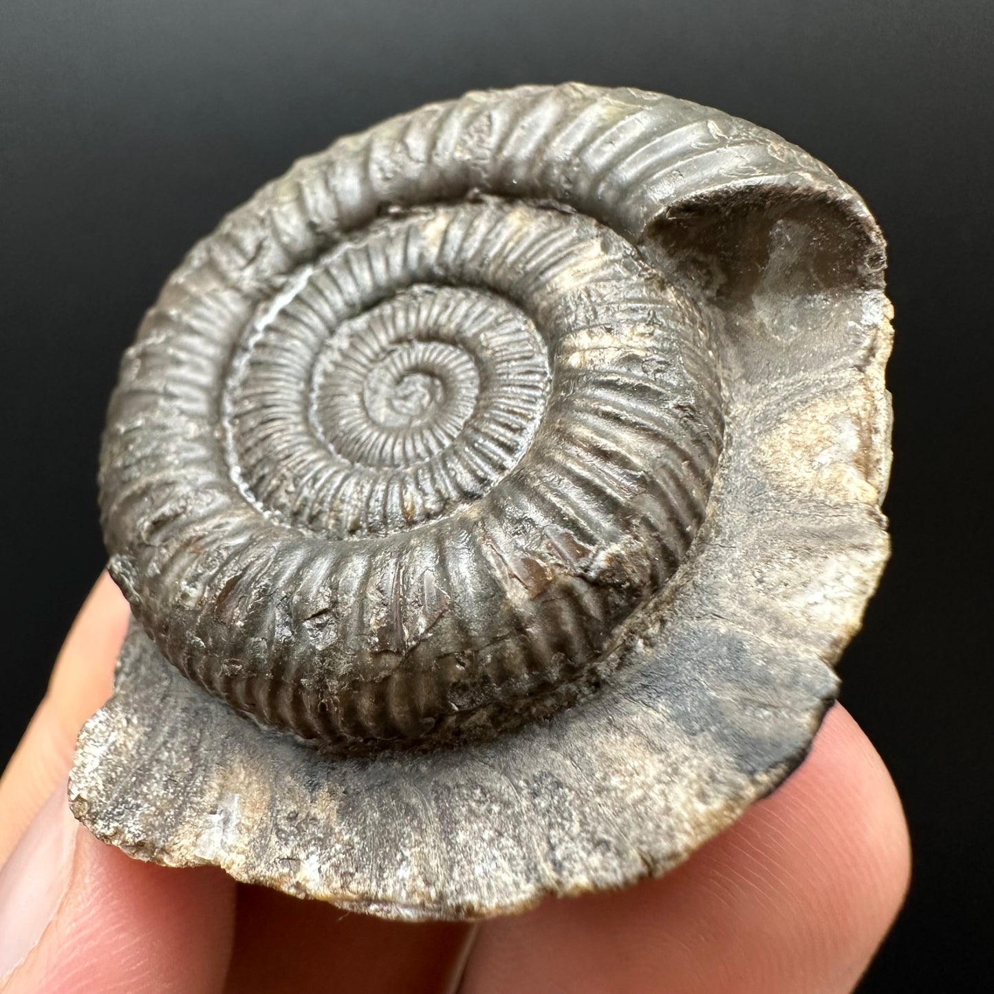 Dactylioceras Ammonite Fossil Gift Set - Whitby, North Yorkshire Jurassic Coast Yorkshire Fossils