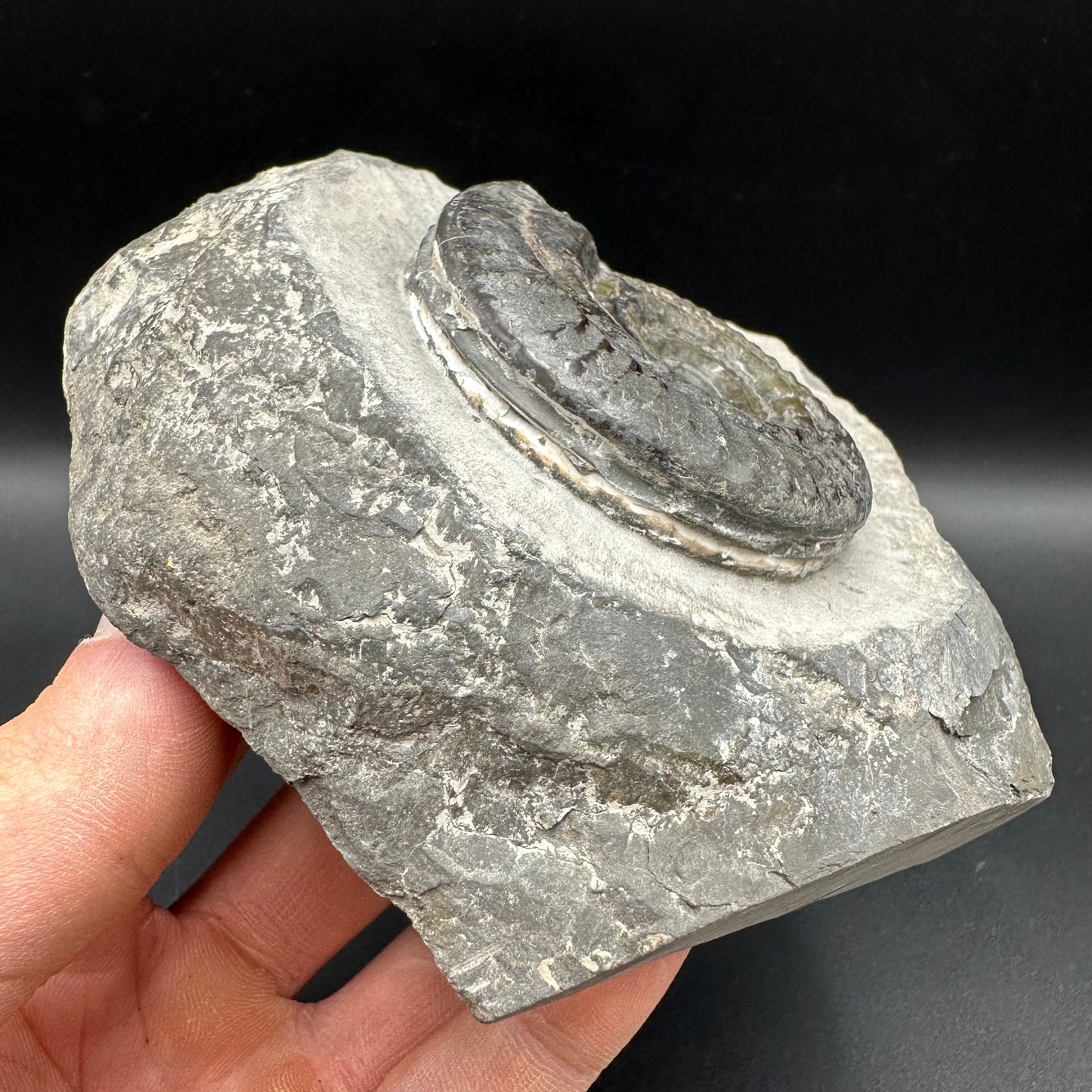 Hildoceras Bifrons Ammonite fossil with box and stand - Whitby, North Yorkshire Jurassic Coast, Yorkshire Fossils from the Jurassic Coast