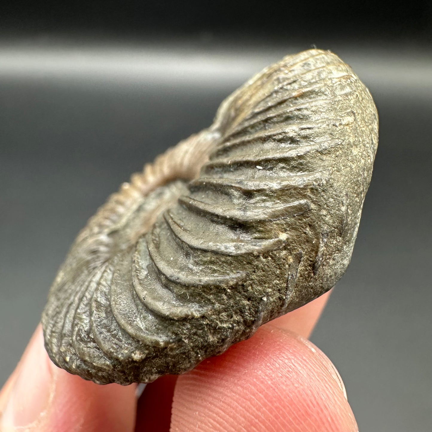 Schlothemia sp. ammonite fossil with tin and stand - Whitby, North Yorkshire Jurassic Coast, Yorkshire fossils