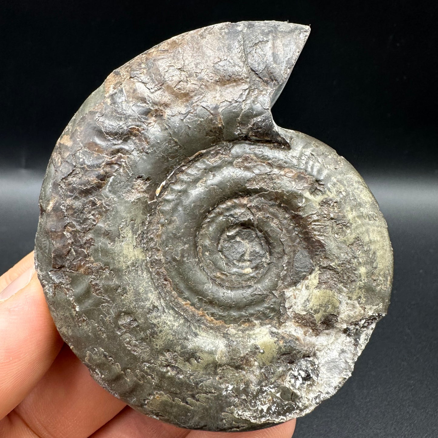 Hildoceras semipolitum Ammonite fossil with box and stand - Whitby, North Yorkshire Jurassic Coast, Yorkshire Fossils from the Jurassic Coast