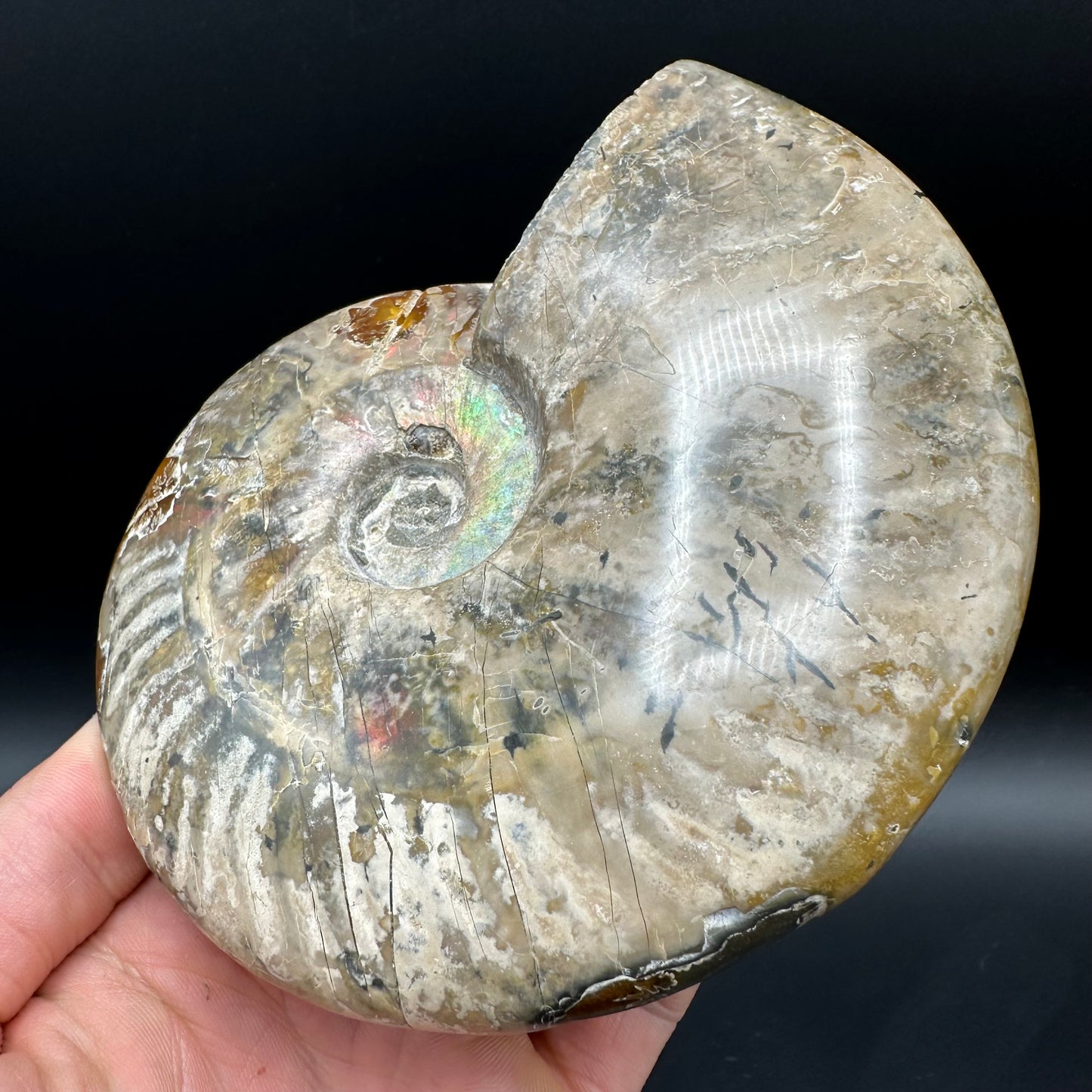 Cleoniceras Ammonite Fossil With Stand - Cretaceous Ammonite Madagascar