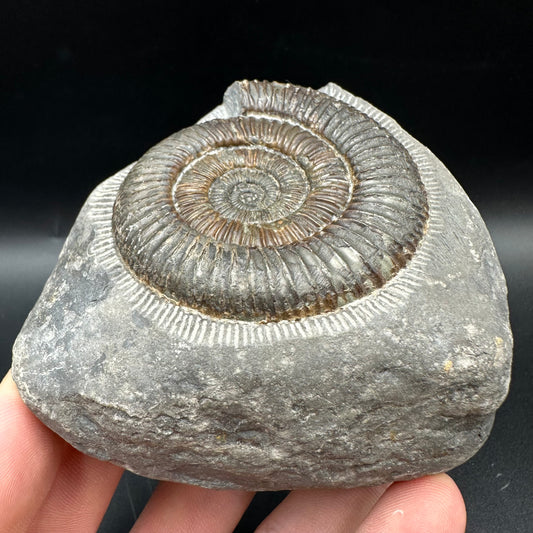 Dactylioceras Ammonite Fossil With Box And Stand - Whitby, North Yorkshire Jurassic Coast Yorkshire Fossils