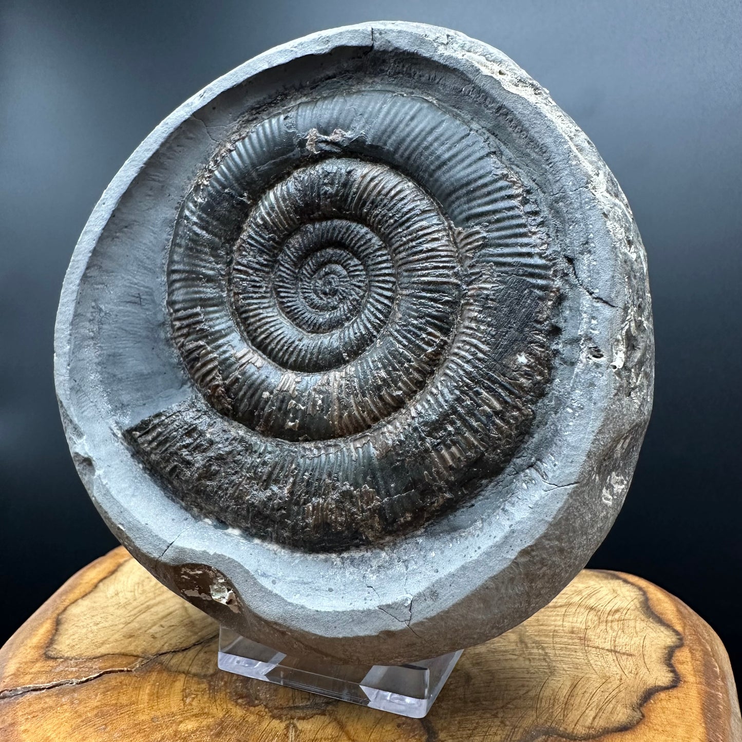Dactylioceras tenuicostatum Ammonite fossil with box and stand - Whitby, North Yorkshire Jurassic Coast