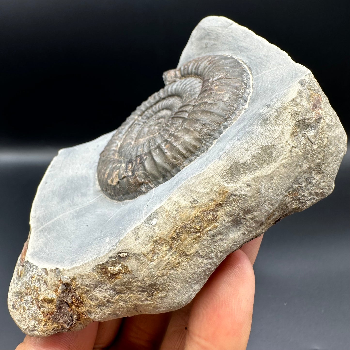 Dactylioceras Ammonite Fossil - Whitby, North Yorkshire Jurassic Coast Yorkshire Fossils