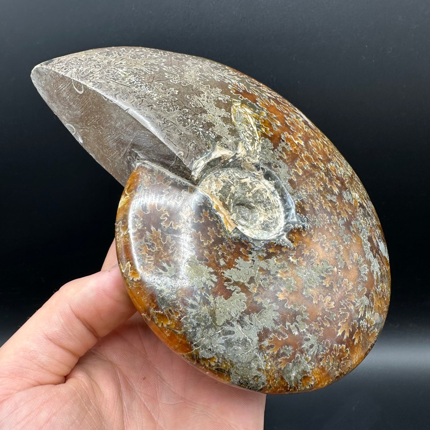 Cleoniceras Ammonite Fossil With Stand - Cretaceous Ammonite Madagascar