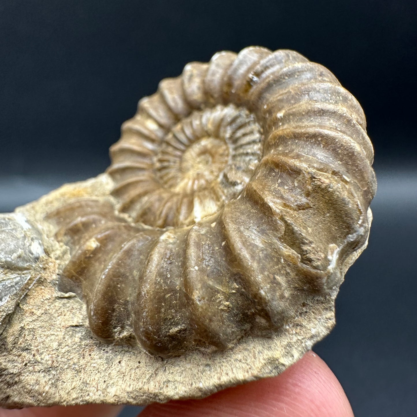 Androgynoceras capricornus Ammonite fossil with box and stand - Whitby, North Yorkshire Jurassic Coast Yorkshire Fossils