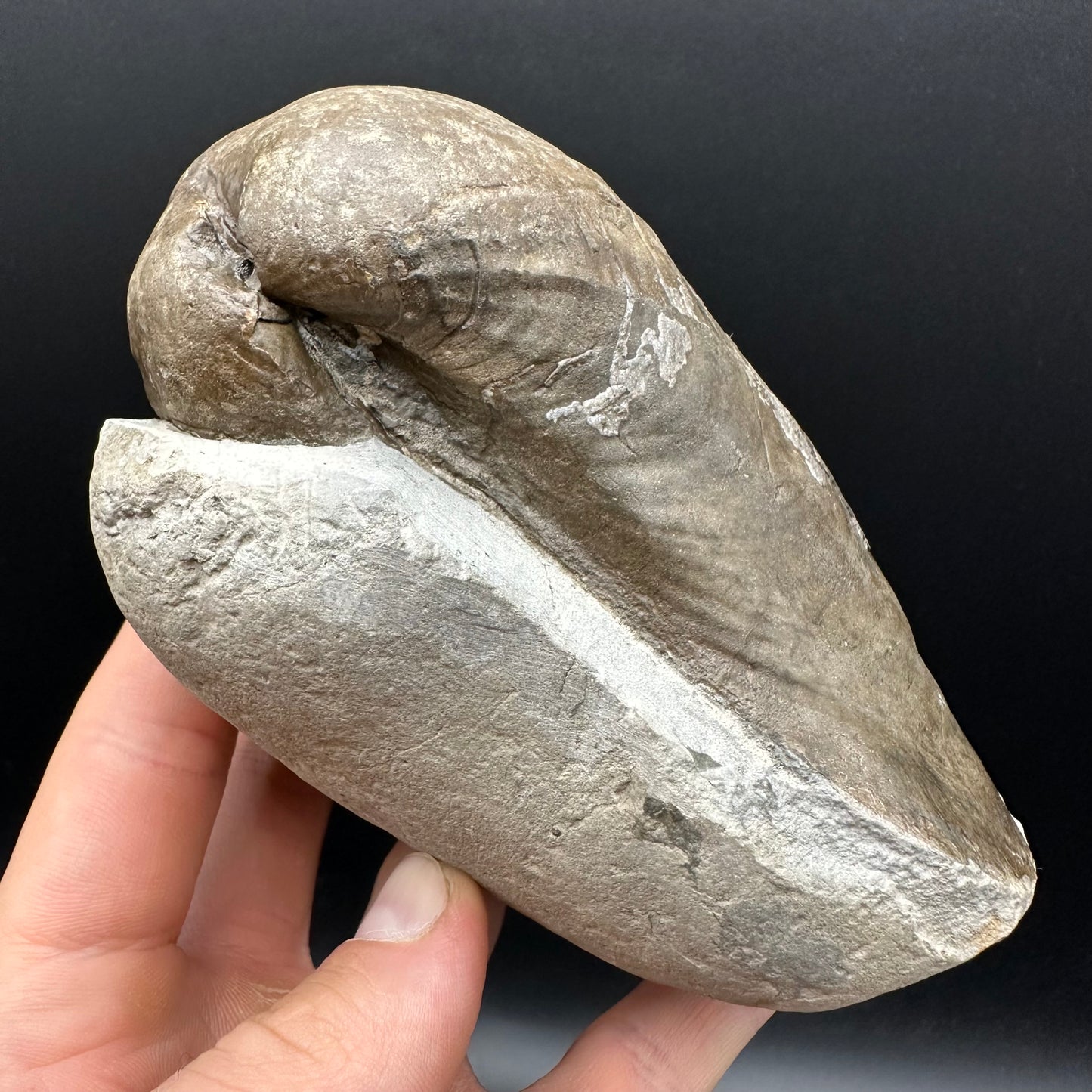 Shell fossil with stand - Whitby, North Yorkshire, Jurassic Coast, Yorkshire Fossils