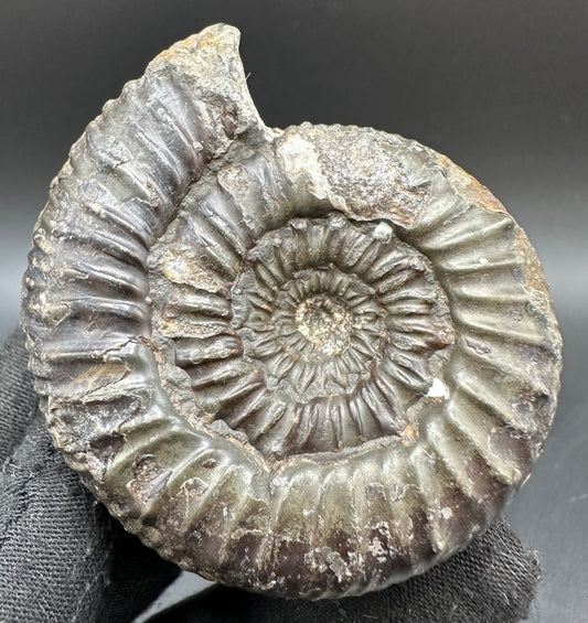 Peronoceras Sp. Ammonite fossil with box and stand - Whitby, North Yorkshire Jurassic Coast Yorkshire Fossils