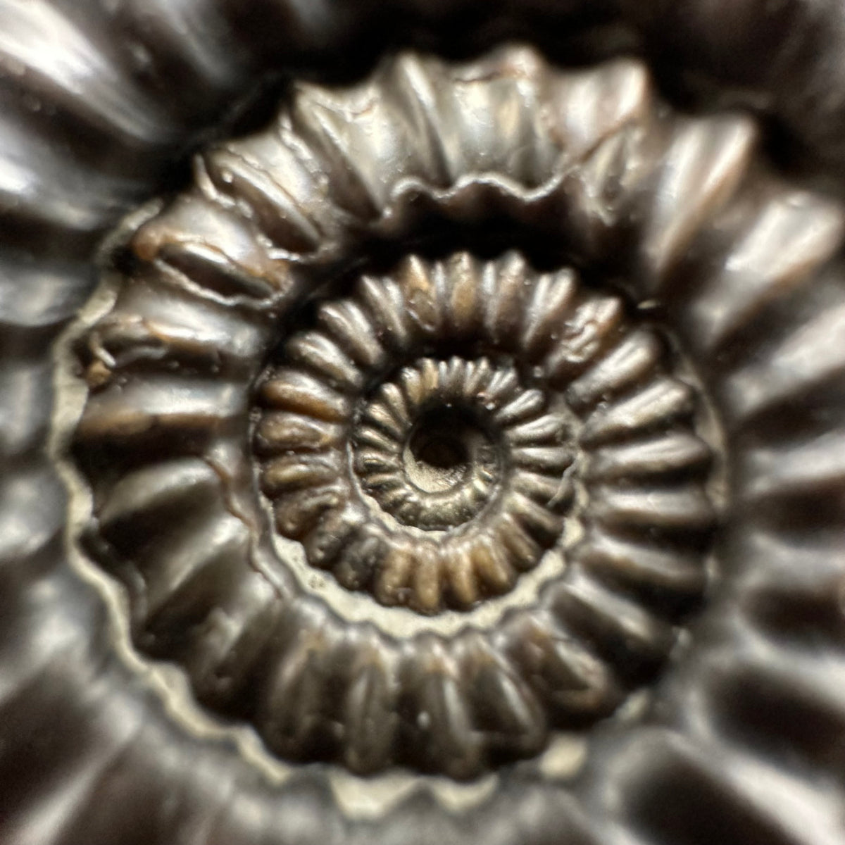 Gagaticeras Ammonite fossil with box and stand - Whitby, North Yorkshire Jurassic Coast Yorkshire Fossils