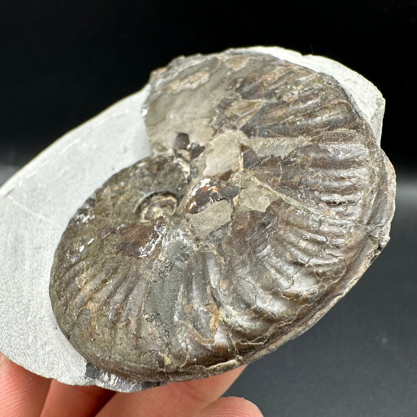 Pseudolioceras lythense Ammonite fossil with box and stand - Whitby, North Yorkshire, Yorkshire Fossils on the Jurassic Coast