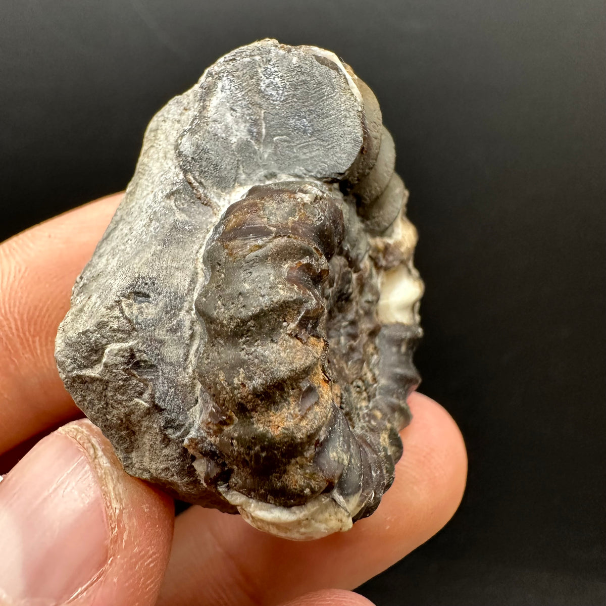 Androgynoceras maculatum ammonite fossil with box and stand - Whitby, North Yorkshire Jurassic Coast Yorkshire Fossils