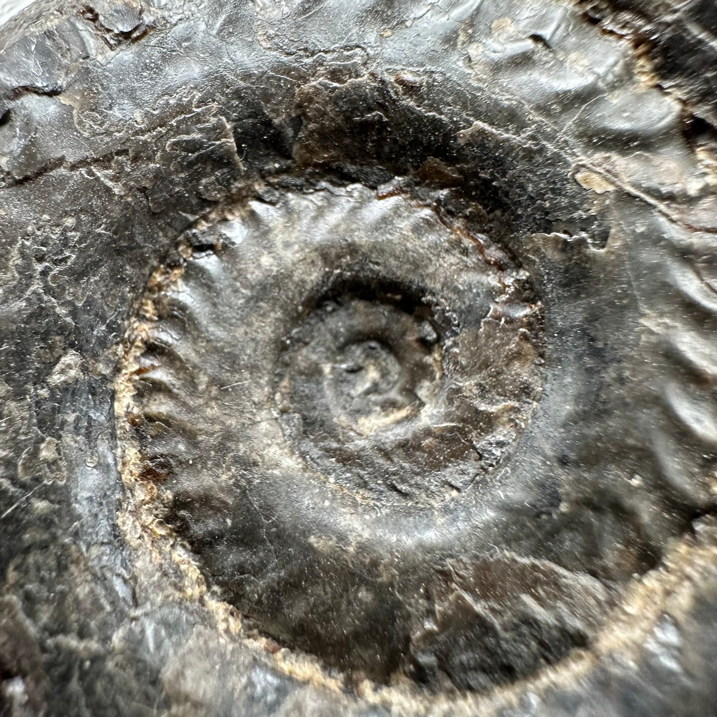 Hildoceras lusitanicum Ammonite fossil with box and stand - Whitby, North Yorkshire, Jurassic Coast, Yorkshire Fossils from the Jurassic Coast