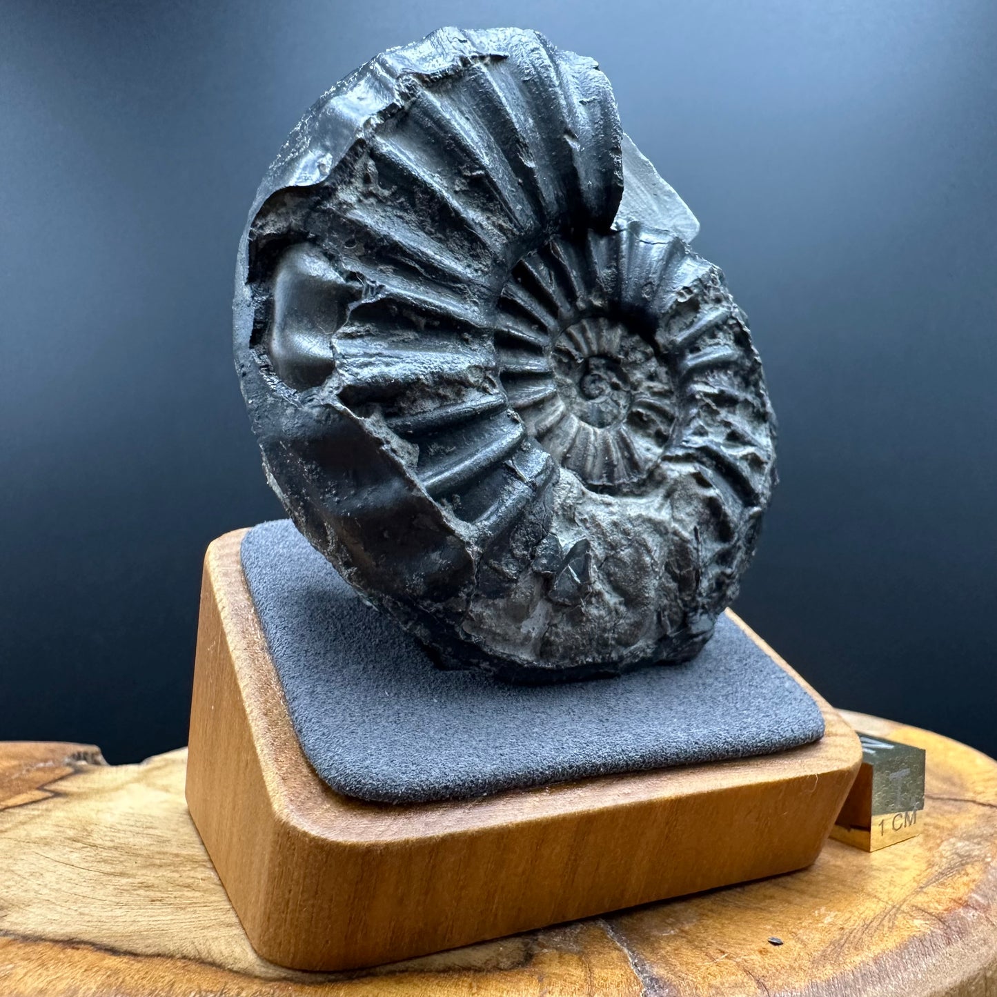 Asteroceras Ammonite fossil with box and stand - Whitby, North Yorkshire Jurassic Coast Yorkshire Fossils