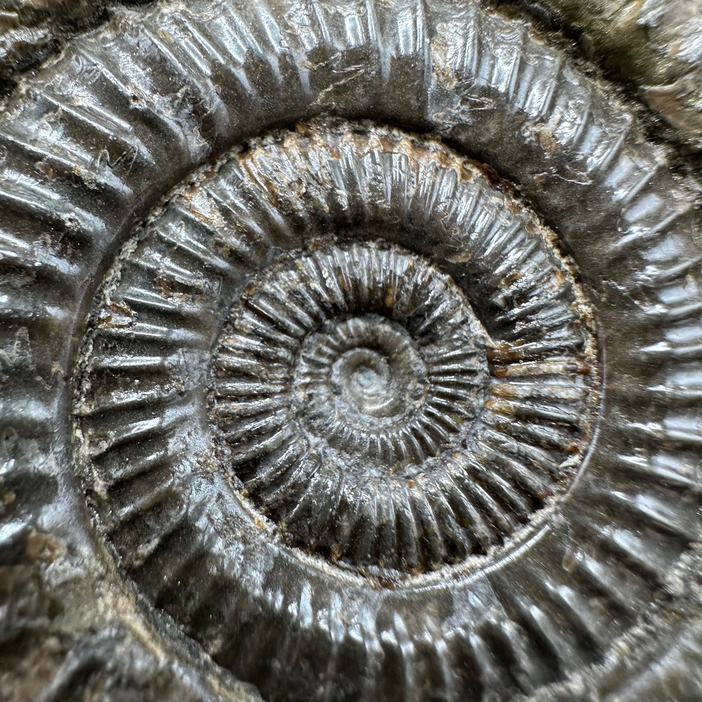 Dactylioceras Ammonite Fossil With box and Stand - Whitby, North Yorkshire Jurassic Coast Yorkshire Fossils