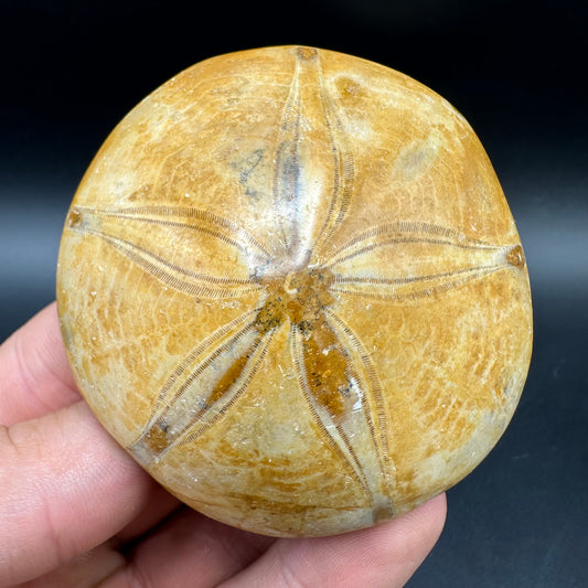 Holectypus Sea Urchin Fossil With Box And Stand - Middle Jurassic Madagascar