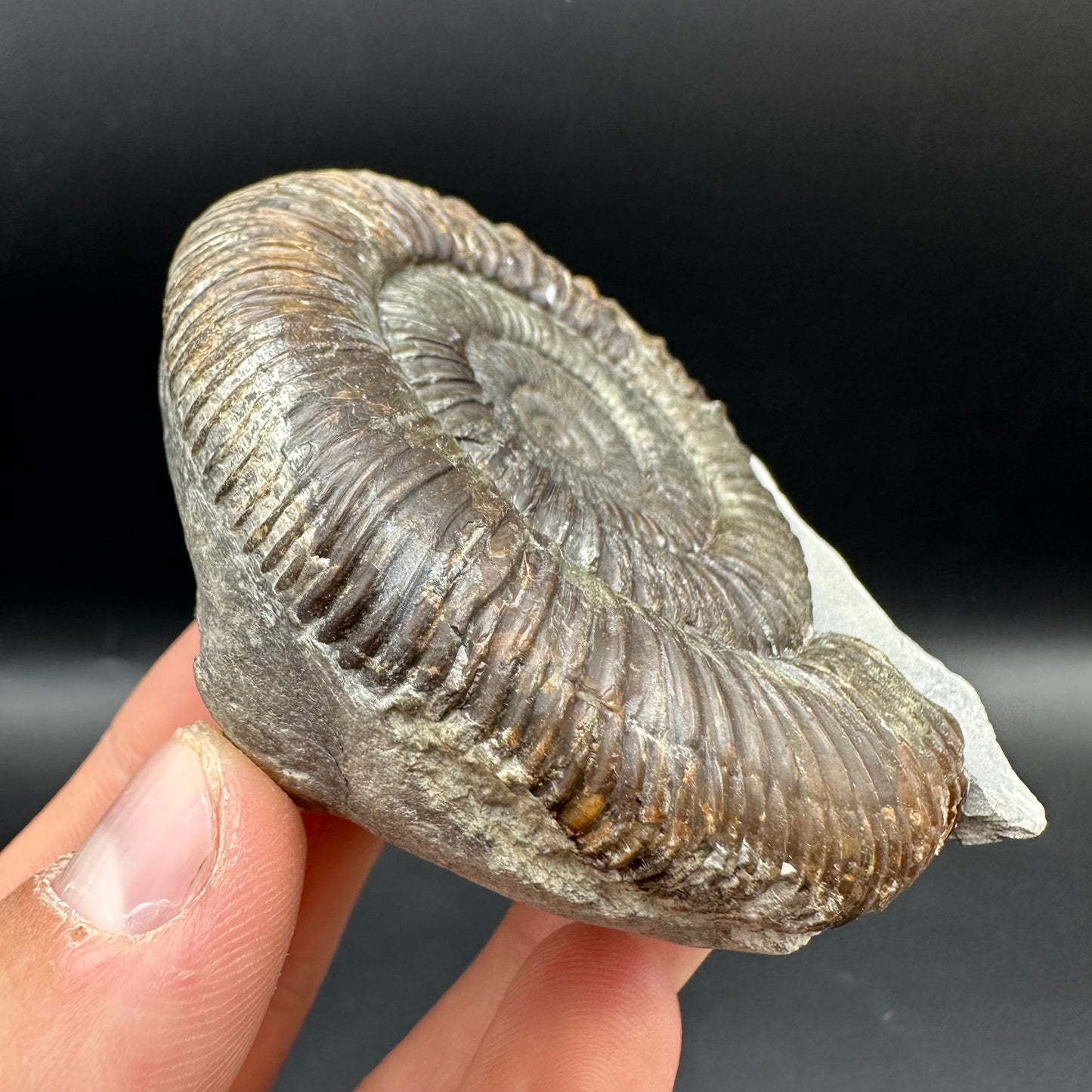 Dactylioceras Ammonite Fossil With Box And Stand - Whitby, North Yorkshire Jurassic Coast Yorkshire Fossils