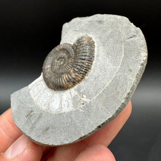 Dactylioceras Ammonite Fossil With Box And Stand - Whitby, North Yorkshire Jurassic Coast Yorkshire Fossils