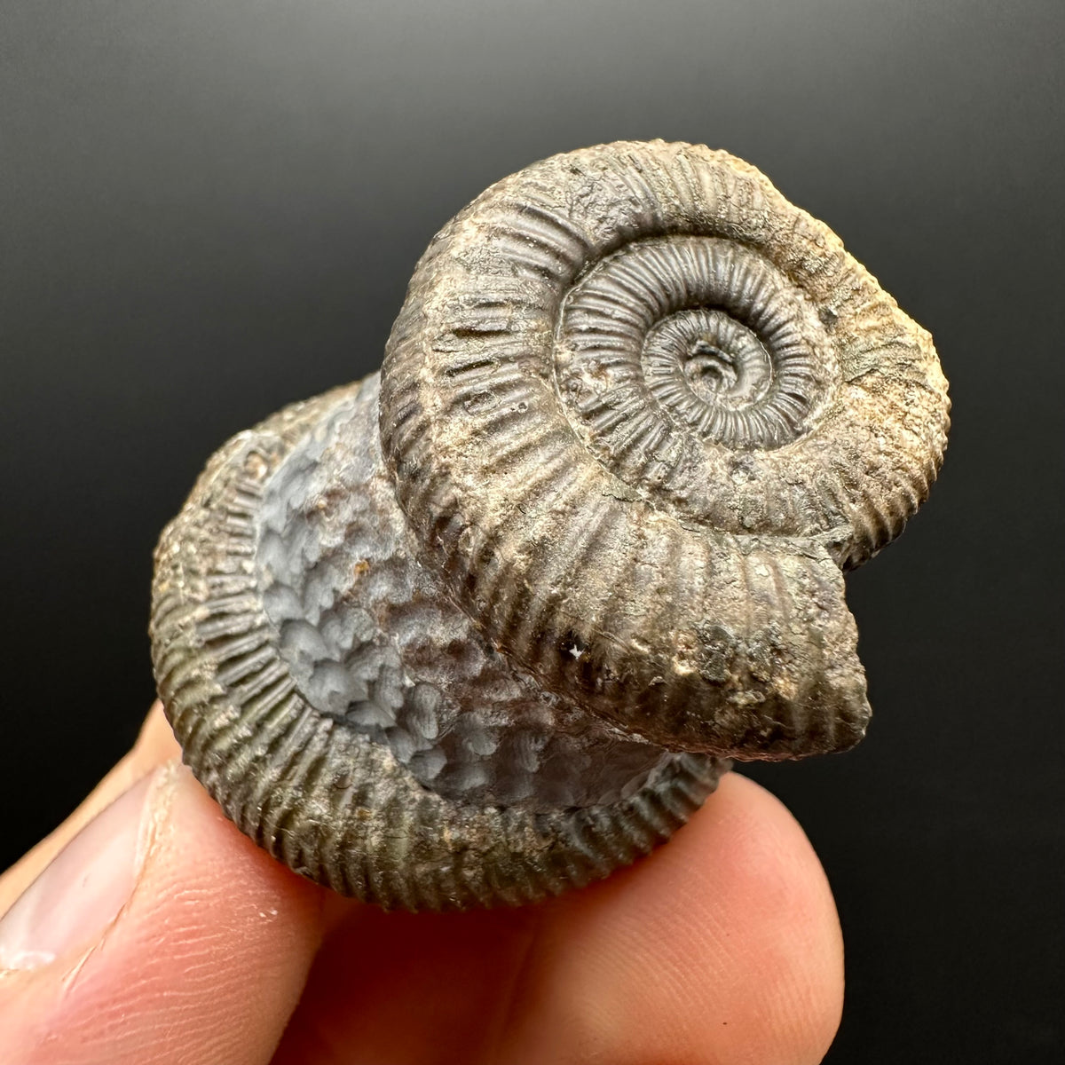 Dactylioceras Ammonite Fossil With Stand - Whitby, North Yorkshire Jurassic Coast Yorkshire Fossils