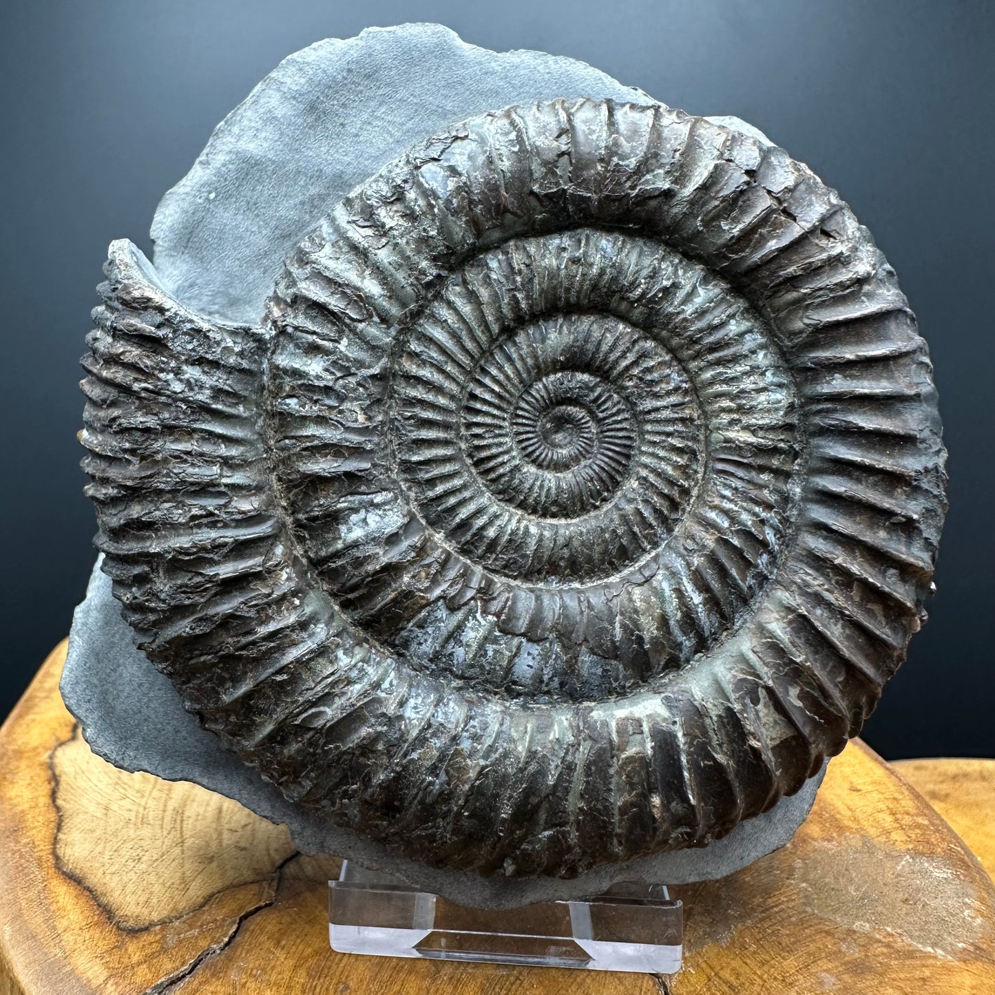 Dactylioceras Ammonite Fossil With box and Stand - Whitby, North Yorkshire Jurassic Coast Yorkshire Fossils