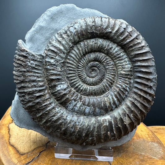Dactylioceras Ammonite Fossil With box and Stand - Whitby, North Yorkshire Jurassic Coast Yorkshire Fossils