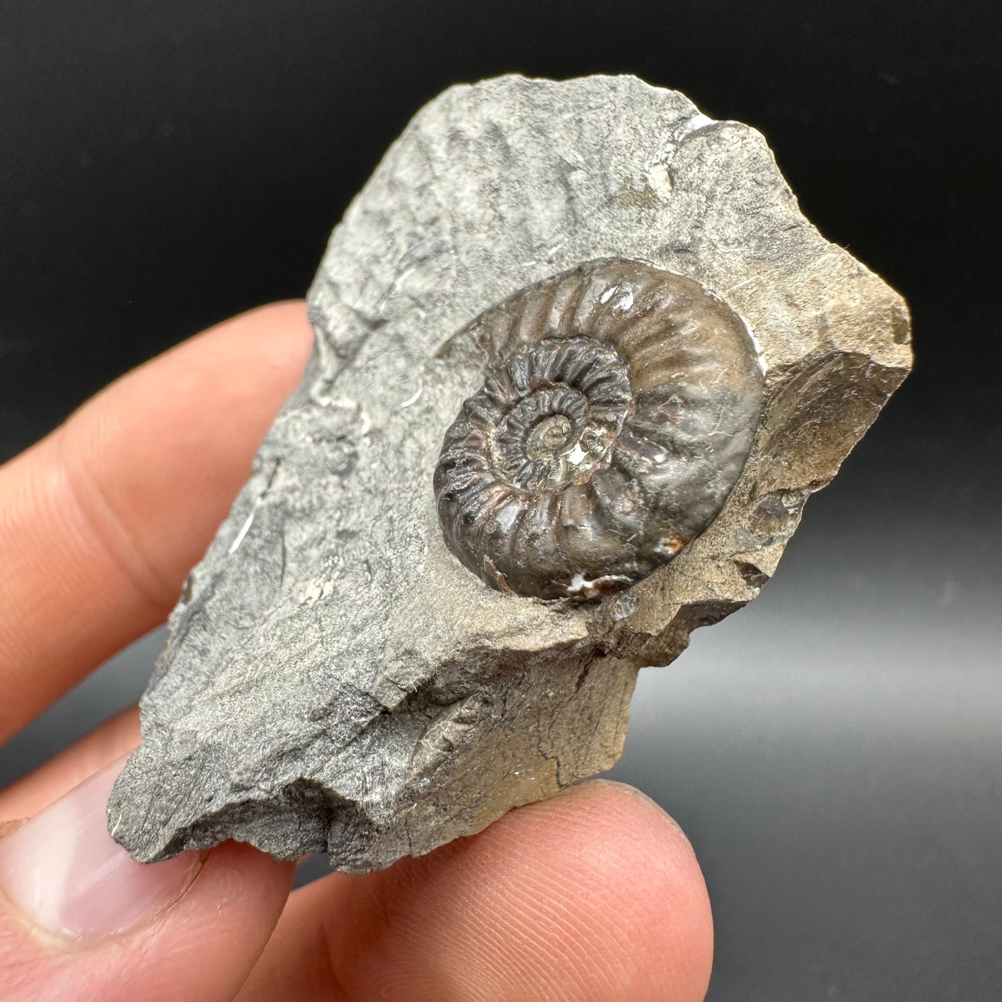 Amaltheus subnodosus Ammonite fossil with box and stand - Whitby, North Yorkshire Jurassic Coast Yorkshire Fossils