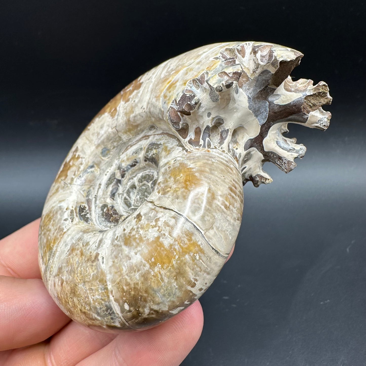 Puzosia Ammonite Fossil With Box And Stand - Cretaceous Ammonite Madagascar