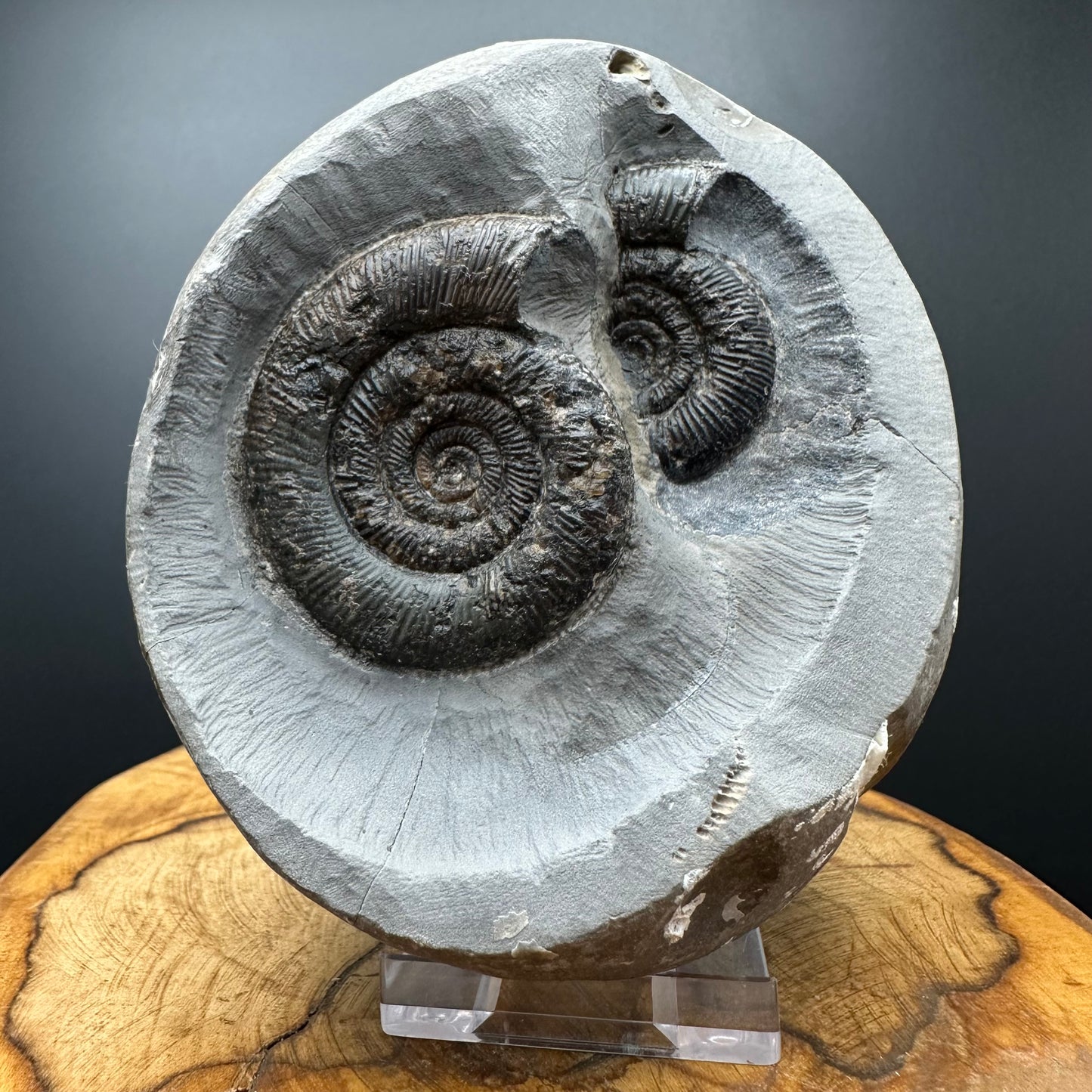 Dactylioceras tenuicostatum Ammonite fossil with box and stand - Whitby, North Yorkshire Jurassic Coast