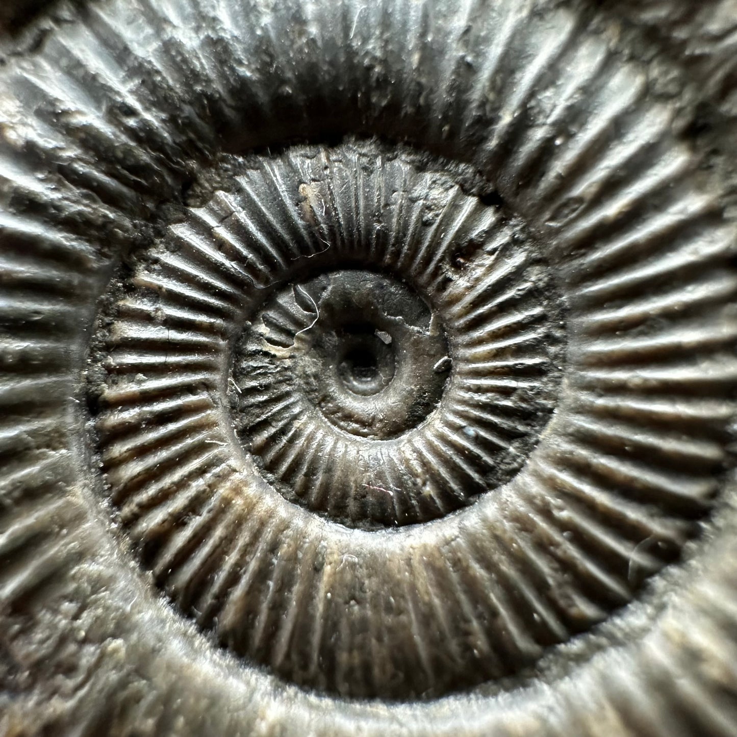 Genuine Yorkshire ammonite fossil for sale – Whitby Jurassic specimen