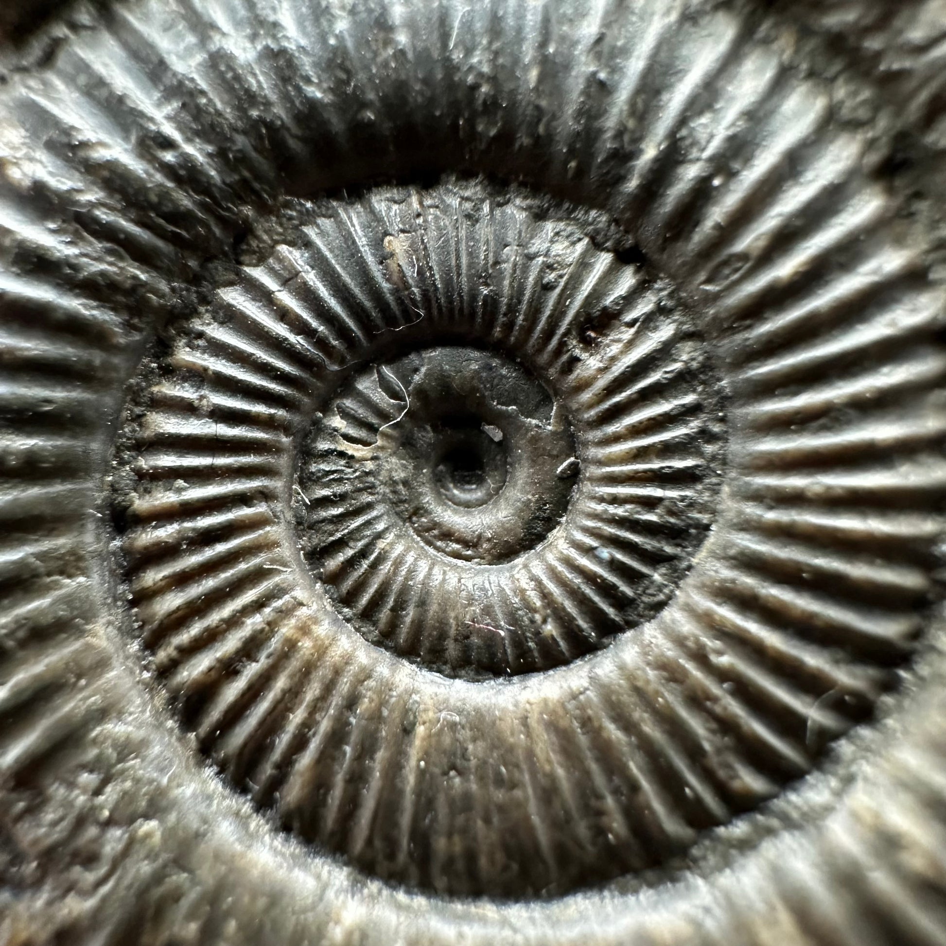 Genuine Yorkshire ammonite fossil for sale – Whitby Jurassic specimen