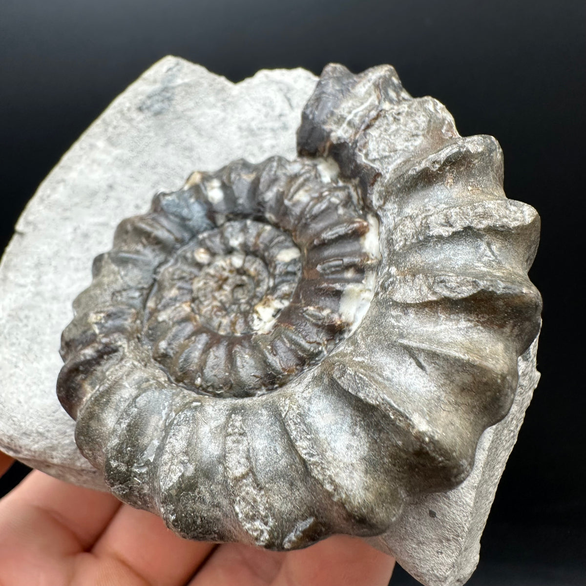 Androgynoceras maculatum ammonite fossil with box and stand - Whitby, North Yorkshire Jurassic Coast Yorkshire Fossils
